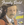 Vignette de Franky Bodet - Rossignol de mes amours