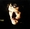 Vignette de Johnny Hallyday - Ecolobide