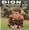 Vignette de Dion - Rock'n Bide
